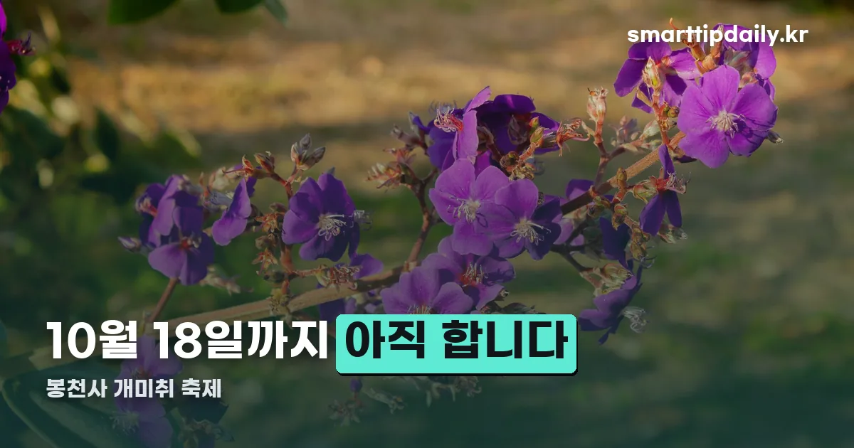 문경 봉천사 개미취 축제날짜 정리 썸네일