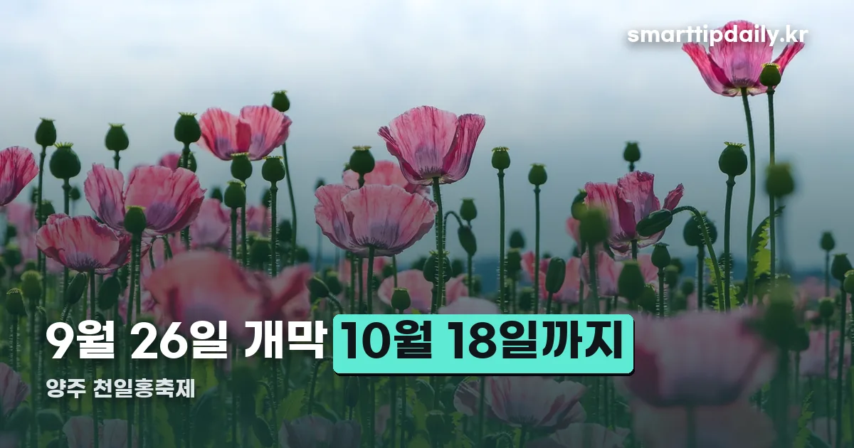양주 천일홍축제 정리 썸네일