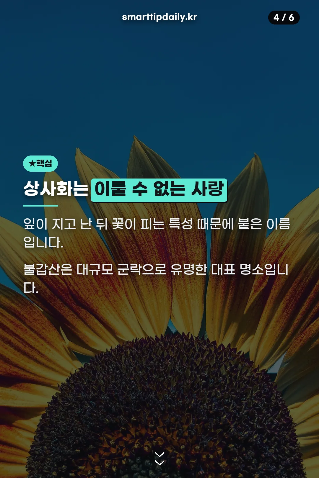 상사화 이름의 유래