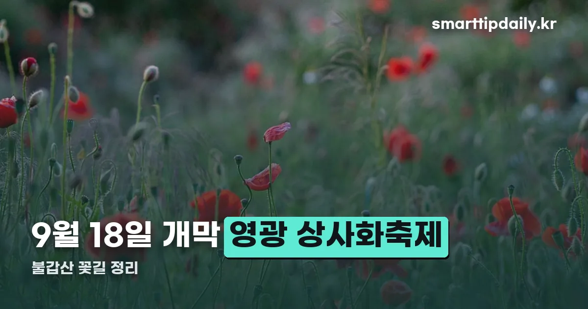 영광 상사화축제 정리 썸네일