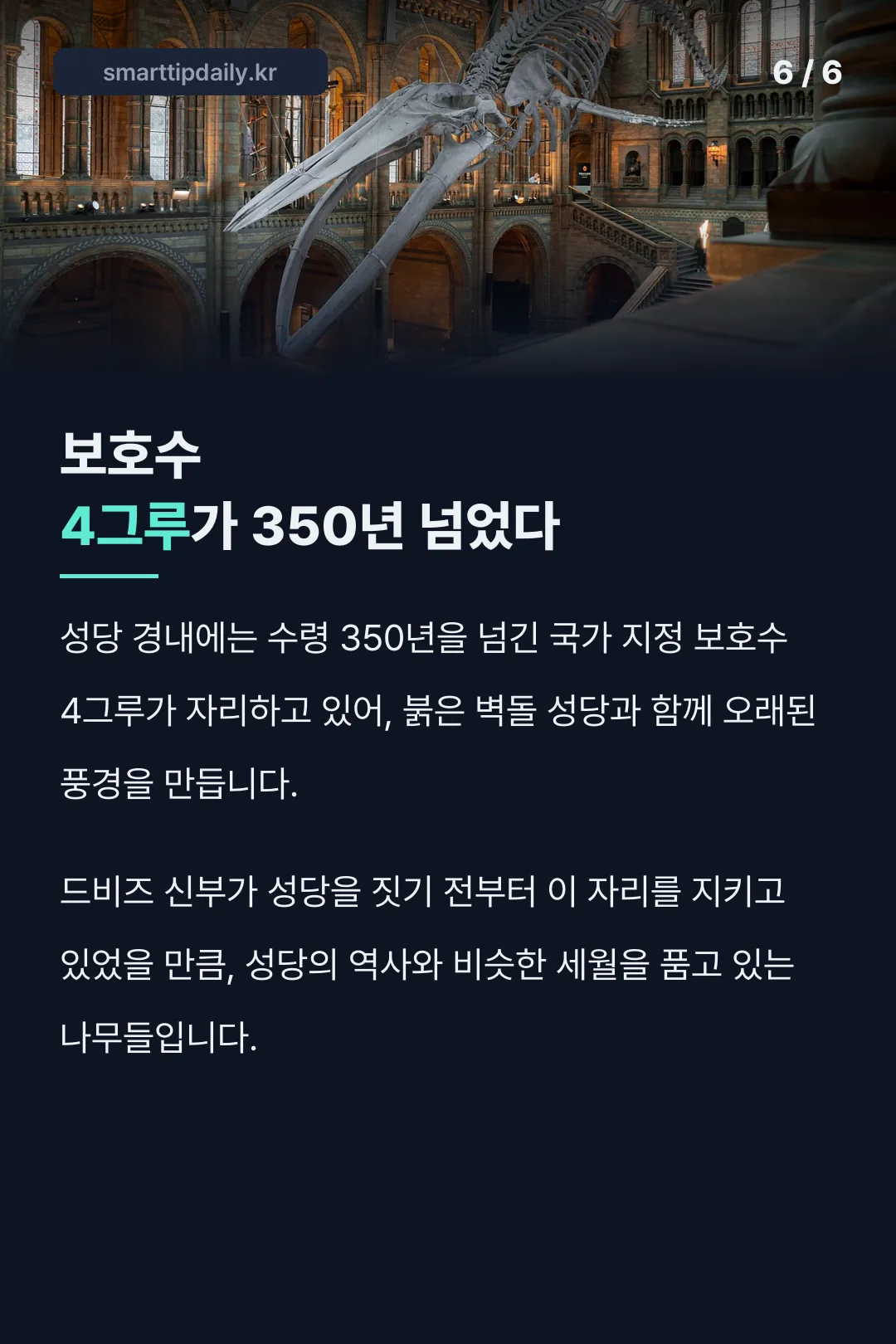 350년 보호수 4그루