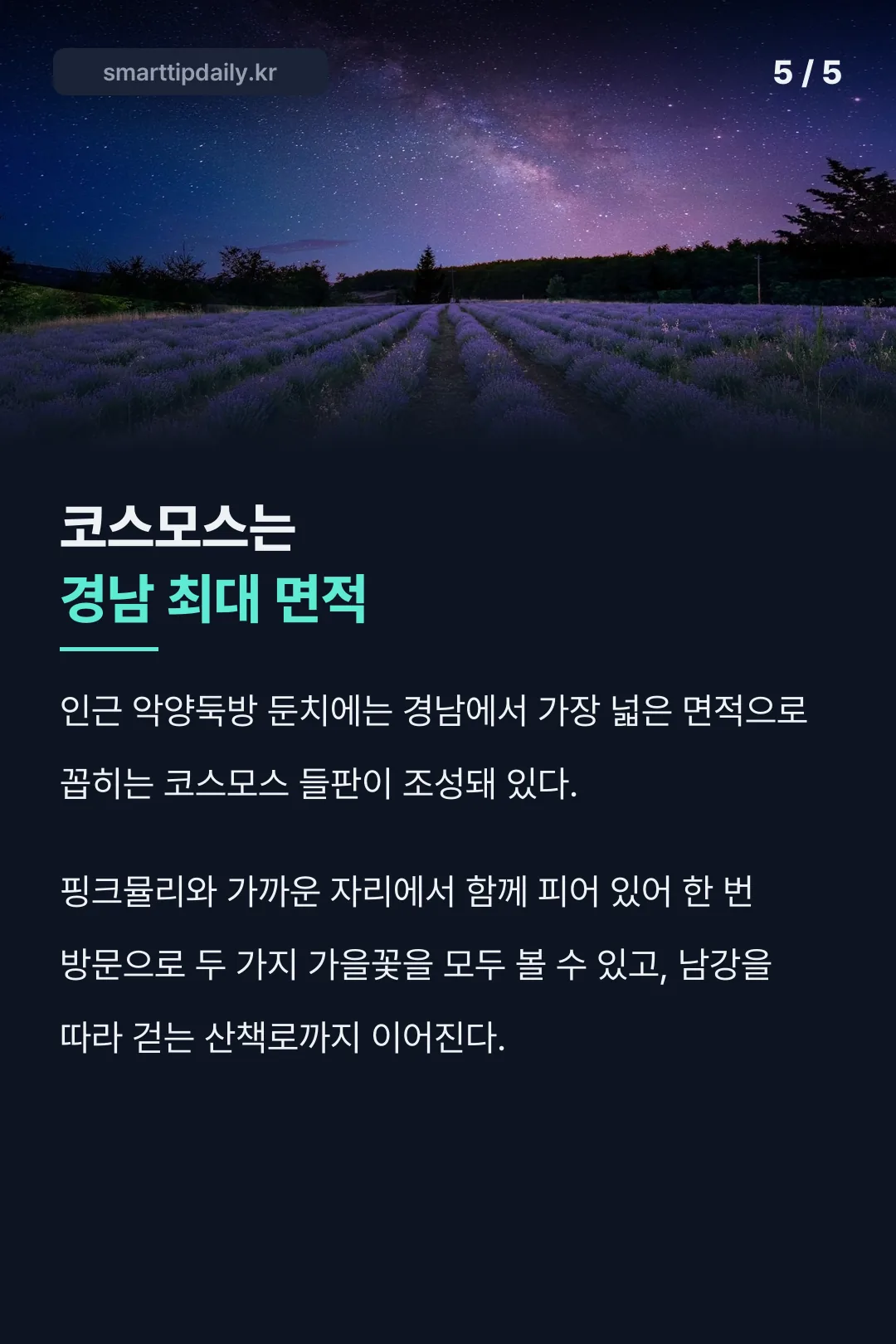코스모스 경남 최대 면적 기록