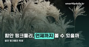 함안 핑크뮬리 축제 — 악양생태공원 2026년 10월 개화 상황